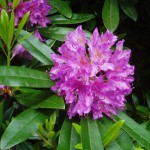 Rhododendron-pronticum