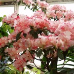 RhododendronSimsii