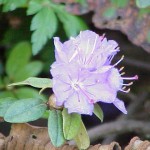 Rhododendron_impeditum
