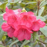 Rhododendron_repens