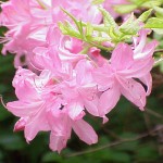 Rhododendron_reticulatum