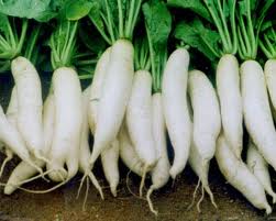 Hướng dẫn cách trồng củ cải trắng