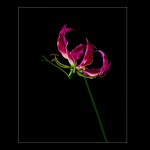 ngacngeo-110-150x150 Lily Gloriosa (hoa ngót nghẻo) - sức quyến rũ đầy nguy hiểm