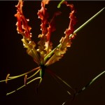 ngacngeo-112-150x150 Lily Gloriosa (hoa ngót nghẻo) - sức quyến rũ đầy nguy hiểm