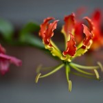 ngacngeo-121-150x150 Lily Gloriosa (hoa ngót nghẻo) - sức quyến rũ đầy nguy hiểm