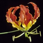 ngacngeo-131-150x150 Lily Gloriosa (hoa ngót nghẻo) - sức quyến rũ đầy nguy hiểm