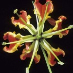 ngacngeo-141-150x150 Lily Gloriosa (hoa ngót nghẻo) - sức quyến rũ đầy nguy hiểm