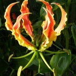 ngacngeo-151-150x150 Lily Gloriosa (hoa ngót nghẻo) - sức quyến rũ đầy nguy hiểm