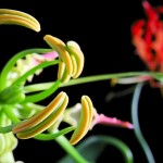 ngacngeo-161-150x150 Lily Gloriosa (hoa ngót nghẻo) - sức quyến rũ đầy nguy hiểm