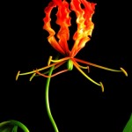 ngacngeo-171-150x150 Lily Gloriosa (hoa ngót nghẻo) - sức quyến rũ đầy nguy hiểm