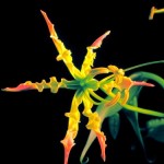 ngacngeo-181-150x150 Lily Gloriosa (hoa ngót nghẻo) - sức quyến rũ đầy nguy hiểm