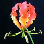 ngacngeo-191-150x150 Lily Gloriosa (hoa ngót nghẻo) - sức quyến rũ đầy nguy hiểm