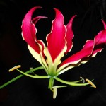 ngacngeo-201-150x150 Lily Gloriosa (hoa ngót nghẻo) - sức quyến rũ đầy nguy hiểm