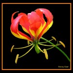 ngacngeo-210-150x150 Lily Gloriosa (hoa ngót nghẻo) - sức quyến rũ đầy nguy hiểm