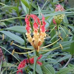 ngacngeo-212-150x150 Lily Gloriosa (hoa ngót nghẻo) - sức quyến rũ đầy nguy hiểm