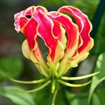 ngacngeo-221-150x150 Lily Gloriosa (hoa ngót nghẻo) - sức quyến rũ đầy nguy hiểm