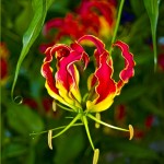 ngacngeo-231-150x150 Lily Gloriosa (hoa ngót nghẻo) - sức quyến rũ đầy nguy hiểm