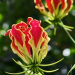 ngacngeo-241-150x150 Lily Gloriosa (hoa ngót nghẻo) - sức quyến rũ đầy nguy hiểm