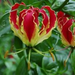 ngacngeo-251-150x150 Lily Gloriosa (hoa ngót nghẻo) - sức quyến rũ đầy nguy hiểm
