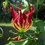 ngacngeo-261-150x150 Lily Gloriosa (hoa ngót nghẻo) - sức quyến rũ đầy nguy hiểm