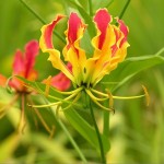 ngacngeo-271-150x150 Lily Gloriosa (hoa ngót nghẻo) - sức quyến rũ đầy nguy hiểm