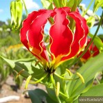 ngacngeo-281-150x150 Lily Gloriosa (hoa ngót nghẻo) - sức quyến rũ đầy nguy hiểm