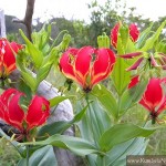 ngacngeo-291-150x150 Lily Gloriosa (hoa ngót nghẻo) - sức quyến rũ đầy nguy hiểm
