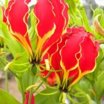 ngacngeo-301-150x150 Lily Gloriosa (hoa ngót nghẻo) - sức quyến rũ đầy nguy hiểm
