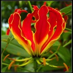 ngacngeo-311-150x150 Lily Gloriosa (hoa ngót nghẻo) - sức quyến rũ đầy nguy hiểm