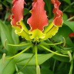 ngacngeo-312-150x150 Lily Gloriosa (hoa ngót nghẻo) - sức quyến rũ đầy nguy hiểm