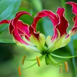ngacngeo-321-150x150 Lily Gloriosa (hoa ngót nghẻo) - sức quyến rũ đầy nguy hiểm