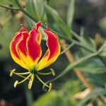 ngacngeo-331-150x150 Lily Gloriosa (hoa ngót nghẻo) - sức quyến rũ đầy nguy hiểm