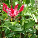 ngacngeo-341-150x150 Lily Gloriosa (hoa ngót nghẻo) - sức quyến rũ đầy nguy hiểm