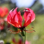 ngacngeo-351-150x150 Lily Gloriosa (hoa ngót nghẻo) - sức quyến rũ đầy nguy hiểm
