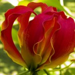 ngacngeo-361-150x150 Lily Gloriosa (hoa ngót nghẻo) - sức quyến rũ đầy nguy hiểm
