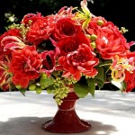 ngacngeo-371-150x150 Lily Gloriosa (hoa ngót nghẻo) - sức quyến rũ đầy nguy hiểm