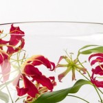ngacngeo-381-150x150 Lily Gloriosa (hoa ngót nghẻo) - sức quyến rũ đầy nguy hiểm