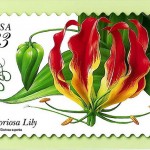 ngacngeo-391-150x150 Lily Gloriosa (hoa ngót nghẻo) - sức quyến rũ đầy nguy hiểm
