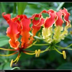 ngacngeo-42-150x150 Lily Gloriosa (hoa ngót nghẻo) - sức quyến rũ đầy nguy hiểm