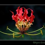 ngacngeo-52-150x150 Lily Gloriosa (hoa ngót nghẻo) - sức quyến rũ đầy nguy hiểm