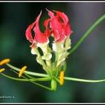 ngacngeo-61-150x150 Lily Gloriosa (hoa ngót nghẻo) - sức quyến rũ đầy nguy hiểm