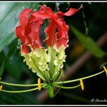 ngacngeo-71-150x150 Lily Gloriosa (hoa ngót nghẻo) - sức quyến rũ đầy nguy hiểm