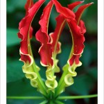 ngacngeo-81-150x150 Lily Gloriosa (hoa ngót nghẻo) - sức quyến rũ đầy nguy hiểm