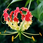 ngacngeo-91-150x150 Lily Gloriosa (hoa ngót nghẻo) - sức quyến rũ đầy nguy hiểm