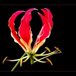 ngacngeo3-150x150 Lily Gloriosa (hoa ngót nghẻo) - sức quyến rũ đầy nguy hiểm
