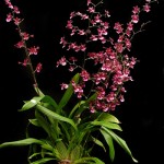oncidium_orchid