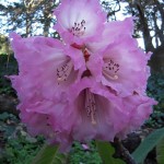 rhododendron-giganteum