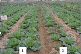 Thực hiện trồng rau trên ruộng thí nghiệm và đối chứng theo phương pháp canh tác hữu cơ