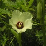 Đậu bắp - Hibiscus esculentus