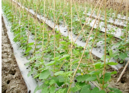 bón phân cho rau khi sử dụng màng phủ nông nghiệp